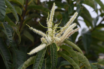 Chestnut blossoms and fruits / Chestnuts contain a lot of vitamin B1, potassium, and tannin, and are effective in preventing high blood pressure and cancer.