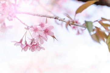 Pink flower for summer card background