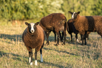 Obraz premium brown sheep in the meadow