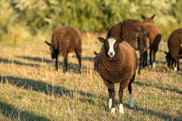 brown sheep in the meadow