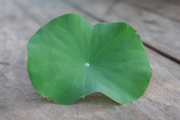 Lotus or water lily leaf on wooden table  background.