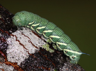 Caterpillar