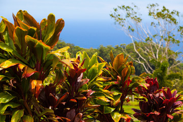 Hawaiian Tropical Landscape Ocean View Background