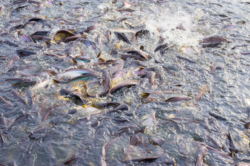 The picture of a large group of fish eating