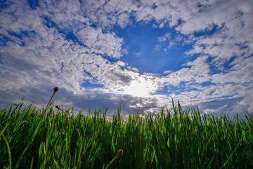 green cornfield