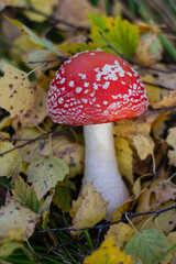 Beautiful red mushroom in autumn. Mushrooms in the forest.