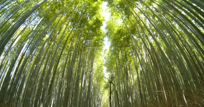 Walking throught the bamboo forest with not tourist using a fisheye lens in Kyoto, Japan midday slow motion 4K