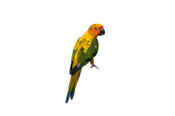 Fototapeta na wymiar Sun conure parrot bird isolated on white background