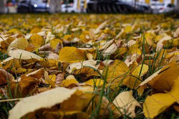 Yellow leaves on grass in autumn