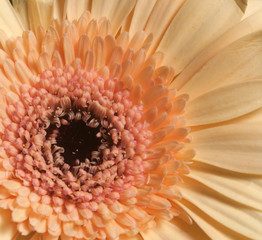 Chrysanthemum flower, close up