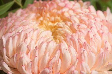 Chrysanthemum flower, close up