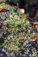 Moss on a tree in the forest in autumn