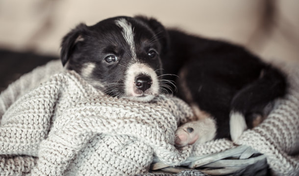 Little cute puppy lying with a sweater. - Powered by Adobe