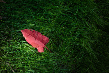 Top view of a red fallen leaf on green grass, illuminated by soft evening light. Text space.