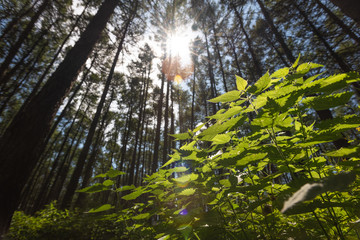Nettle, stinging but useful as herbal medication, illuminated by bright sunlight over background of tall pine trees.