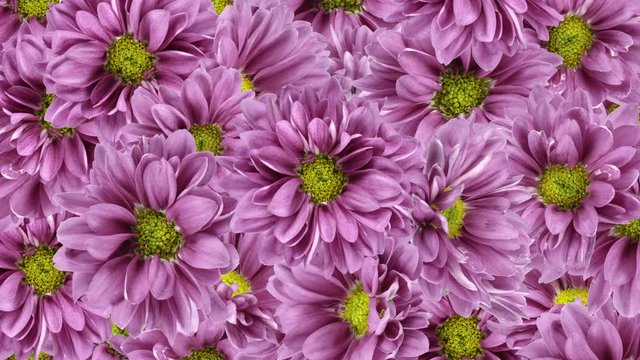 bouquet of flowers