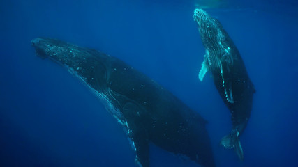 Humpback Whale calf and cow in Tonga