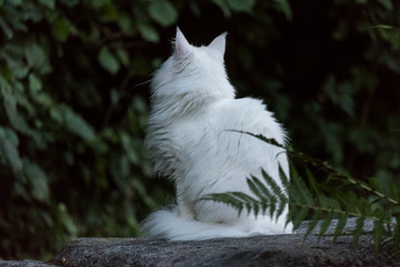 white cat on a stone  in the garden