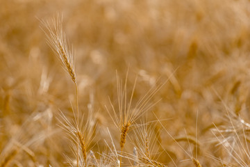 Closeup of heads of durum wheat in the harvest field on the prairies in Saskatchewan, Canada