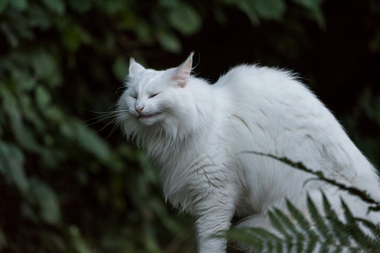 white cat on a stone  in the garden
