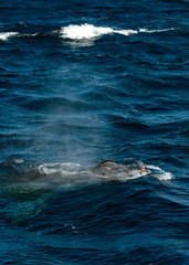 Humpback Whale blowing air at the surface in Tonga.