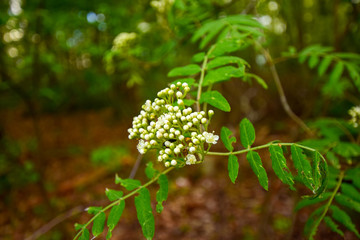 flower in the garden