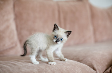 Fototapeta na wymiar Kitten is on the sofa