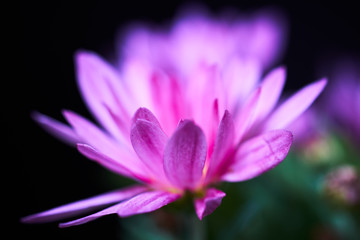 Fototapeta premium Magenta Floral