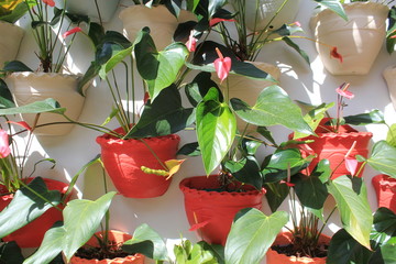 Materas con jardín.