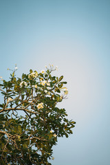 White flowers on the tree on the clear blue skies.