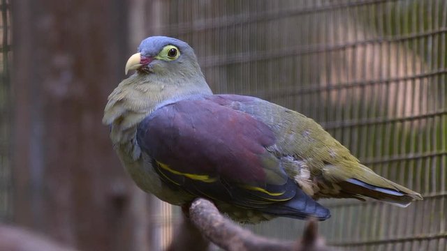 Close-up of a female Thick-billed green pigeon (Treron curvirostra) standing on a branch in a cage. Shot taken in a bird park with the caged green pigeon looking around and inspecting its environment.