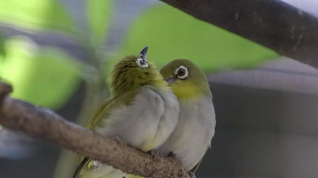 An Indian white-eye (Zosterops palpebrosus) is grooming the another one. Close-up view of the pair perching on a branch while one of them is preening the feathers of the another bird.