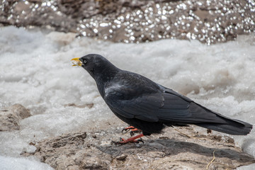 Alpine chough eating bread