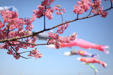 鯉のぼりと河津桜