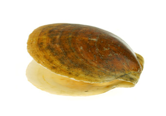 scallop shell isolated on the white background