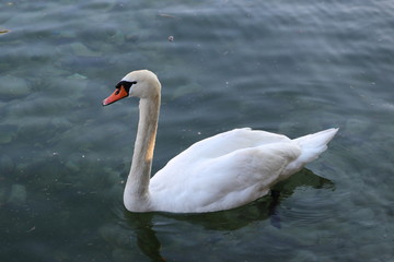 Naklejka premium swan 