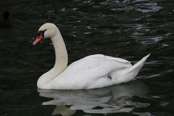 Fototapeta premium swan