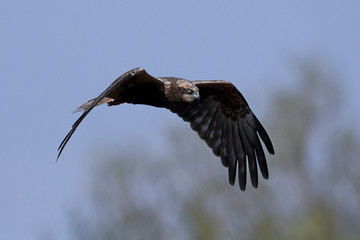 Western marsh harrier (Circus aeruginosus)