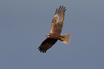 Western marsh harrier (Circus aeruginosus)
