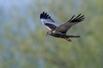 Obraz premium Western marsh harrier (Circus aeruginosus)