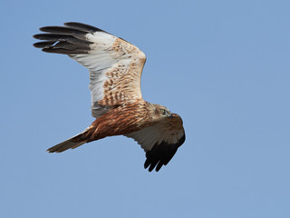 Western marsh harrier (Circus aeruginosus)