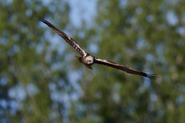 Western marsh harrier (Circus aeruginosus)