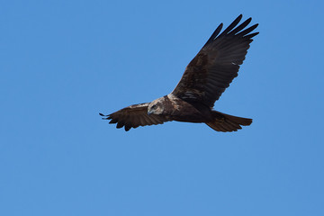 Western marsh harrier (Circus aeruginosus)