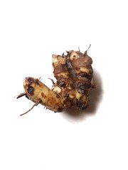 Fresh galangal macro closed up isolated white background