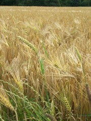 Grain fiels in Germany