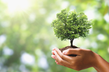 hand holding tree on blur green nature background. concept eco earth day