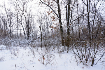 Winter landscape. Snowy trees, frost, big snowdrifts and snowfall.