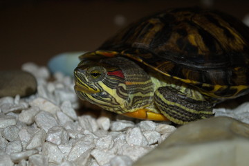 Small to Medium-sized Turtle