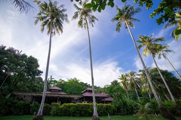 palm trees on beach