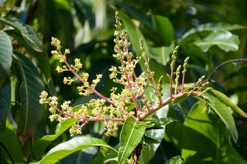 Obraz premium mango flower in nature garden